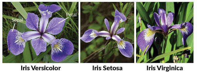 شرح التعامل مع iris datasets في تعليم الاله باستخدام لغة البايثون